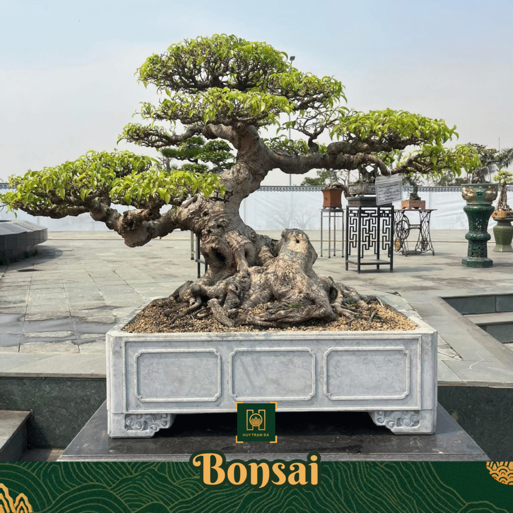 Bể Đá Cây Bon Sai - Huy Trạm Đá Mỹ Nghệ